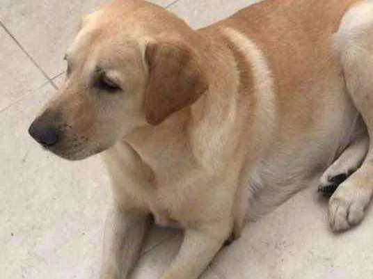 Cachorro ra a Labrador idade 6 ou mais anos nome Bany