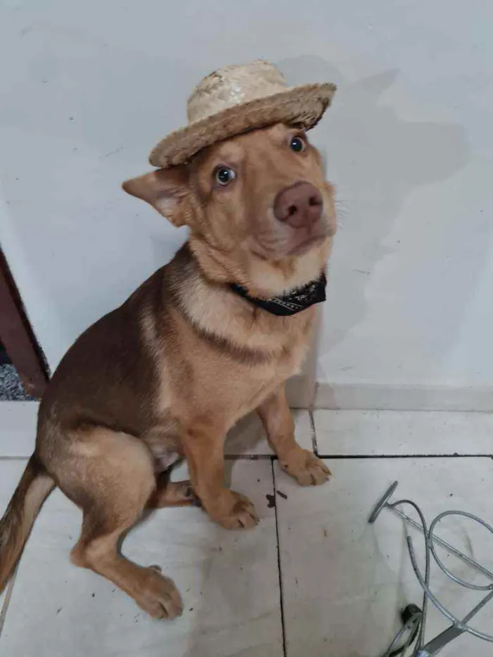 Cachorro raça  idade 7 a 11 meses nome Logan