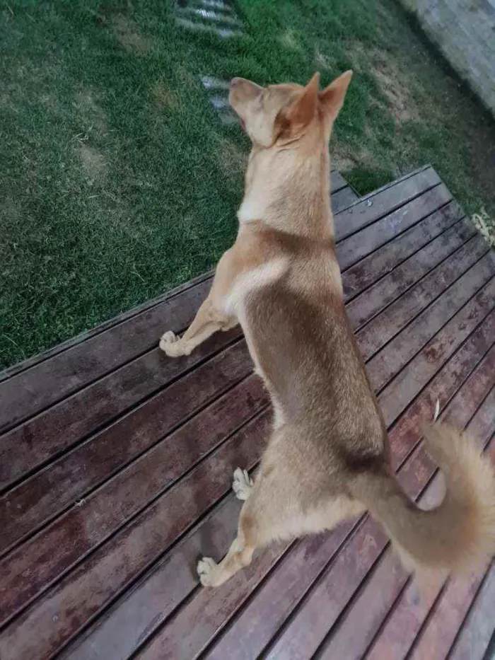 Cachorro raça  idade 7 a 11 meses nome Logan
