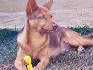 Cachorro raça  idade 7 a 11 meses nome Logan