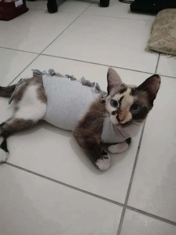 Gato ra a SRD idade Abaixo de 2 meses nome ..