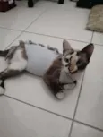 ..