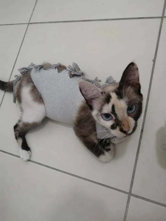 Gato ra a SRD idade Abaixo de 2 meses nome ..