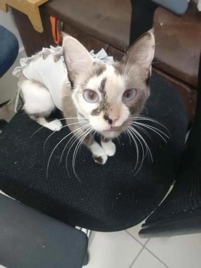 Gato ra a SRD idade Abaixo de 2 meses nome ..