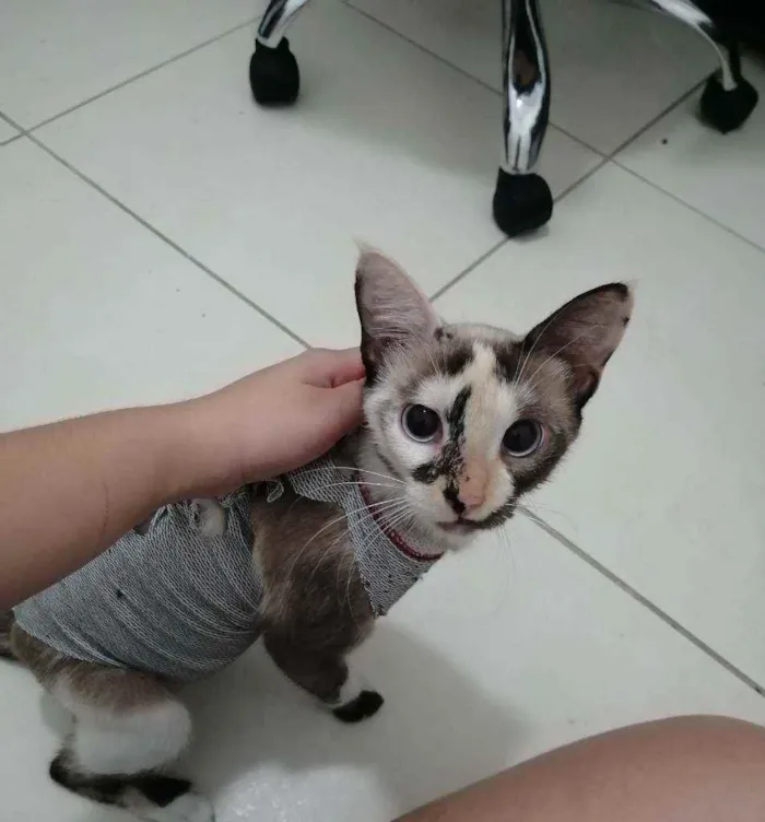 Gato ra a SRD idade Abaixo de 2 meses nome ..