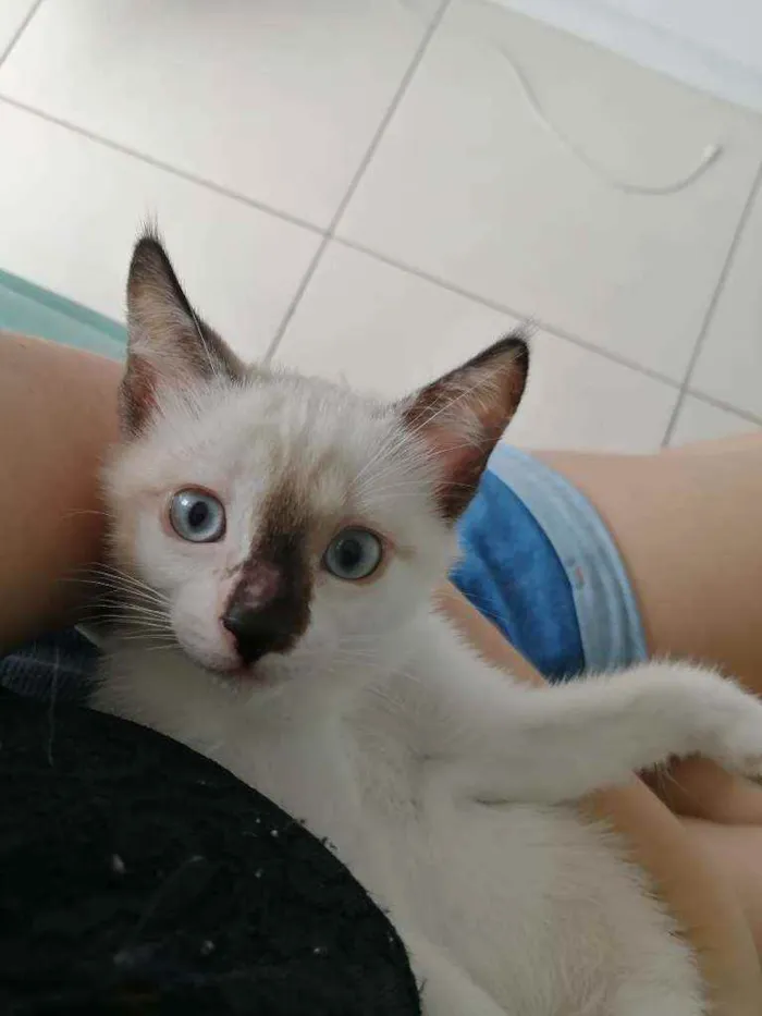 Gato ra a SRD idade Abaixo de 2 meses nome ..