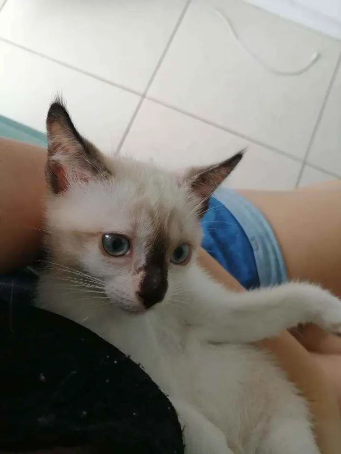 Gato ra a SRD idade Abaixo de 2 meses nome ..