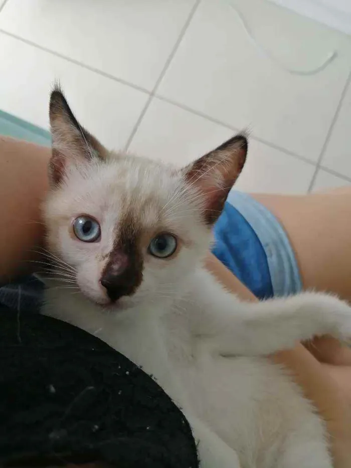 Gato ra a SRD idade Abaixo de 2 meses nome ..