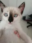 ..