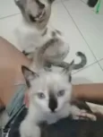 ..