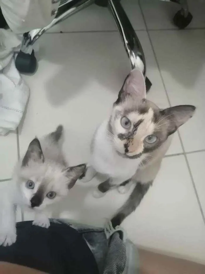 Gato ra a SRD idade Abaixo de 2 meses nome ..