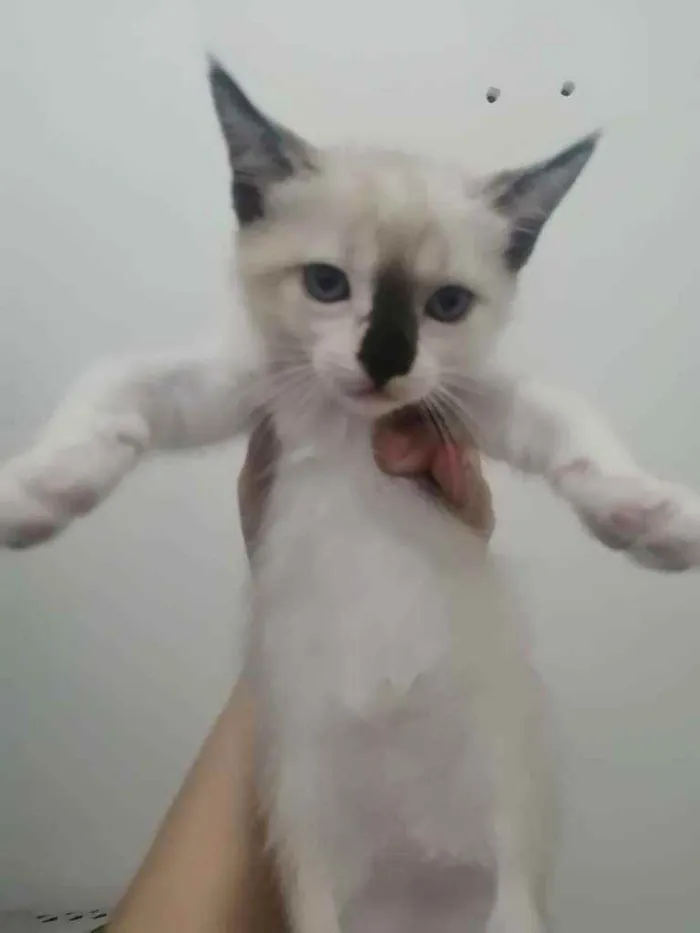 Gato ra a SRD idade Abaixo de 2 meses nome ..