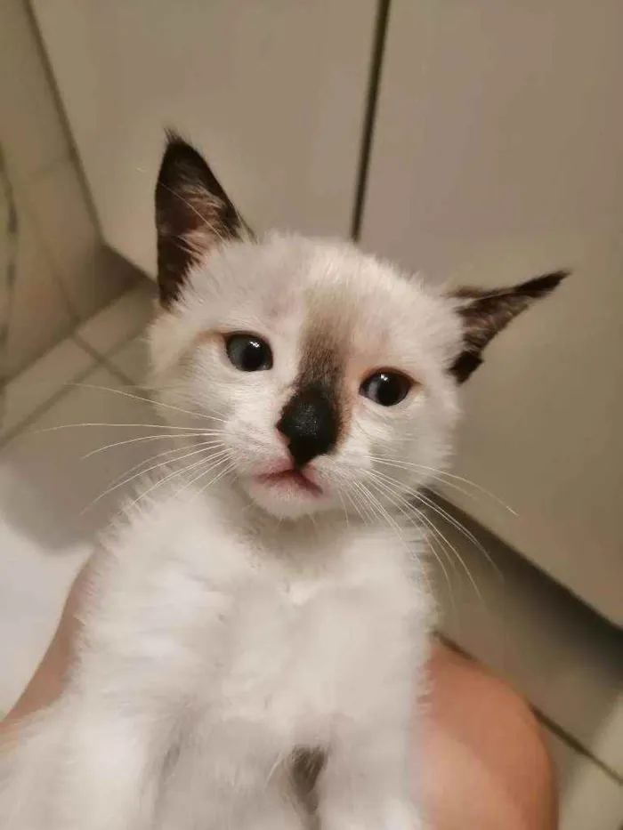 Gato ra a SRD idade Abaixo de 2 meses nome ..