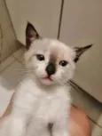 ..
