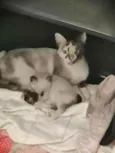 ..