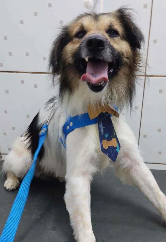 Cachorro raça Srd idade 4 anos nome Floquinho