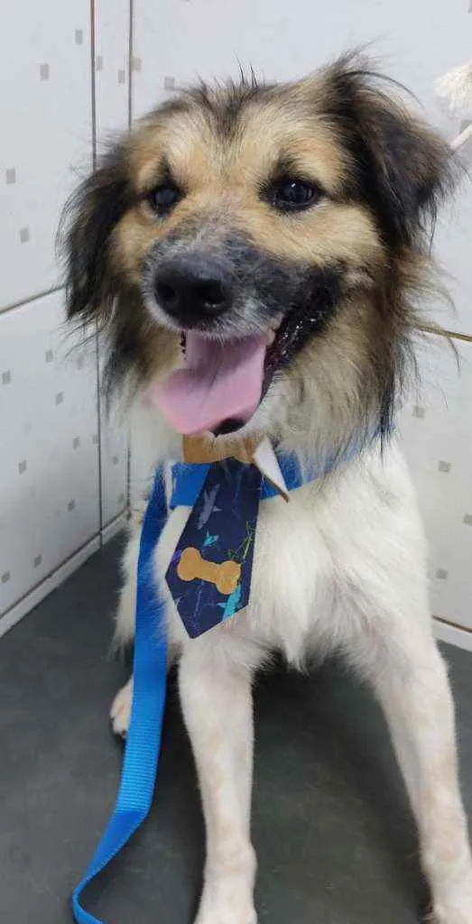 Cachorro raça Srd idade 4 anos nome Floquinho