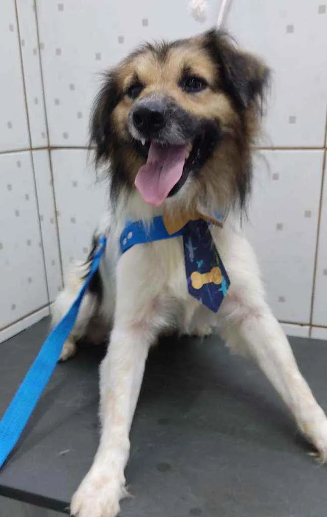 Cachorro raça Srd idade 4 anos nome Floquinho