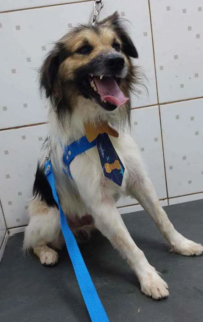 Cachorro raça Srd idade 4 anos nome Floquinho