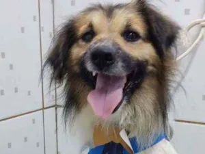 Cachorro raça Srd idade 4 anos nome Floquinho