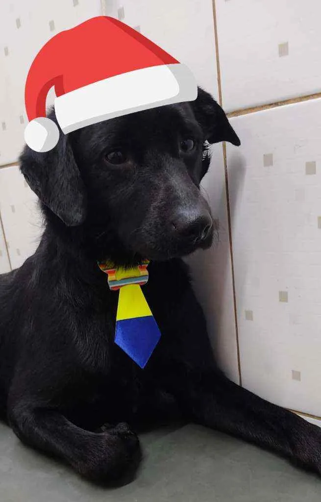 Cachorro raça Srd idade 2 anos nome Spike