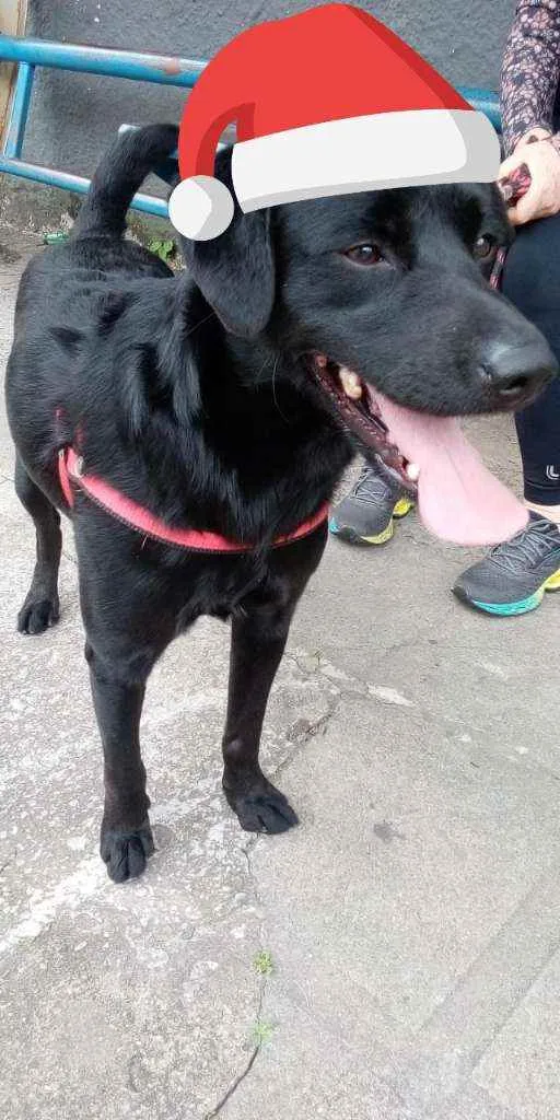 Cachorro raça Srd idade 2 anos nome Spike