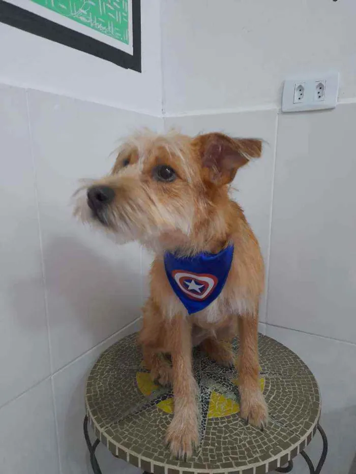 Cachorro raça Srd idade 7 a 11 meses nome Bruno