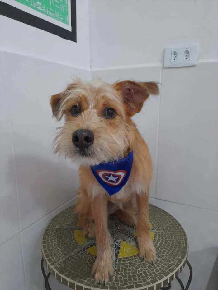 Cachorro raça Srd idade 7 a 11 meses nome Bruno