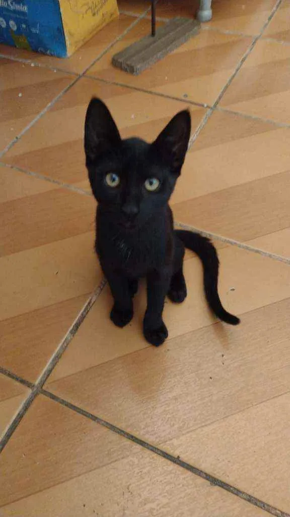 Gato ra a SRD idade 2 a 6 meses nome Ozzy