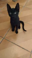 Ozzy