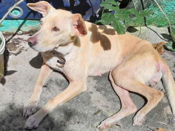 Cachorro ra a Vira-lata idade 1 ano nome Mel