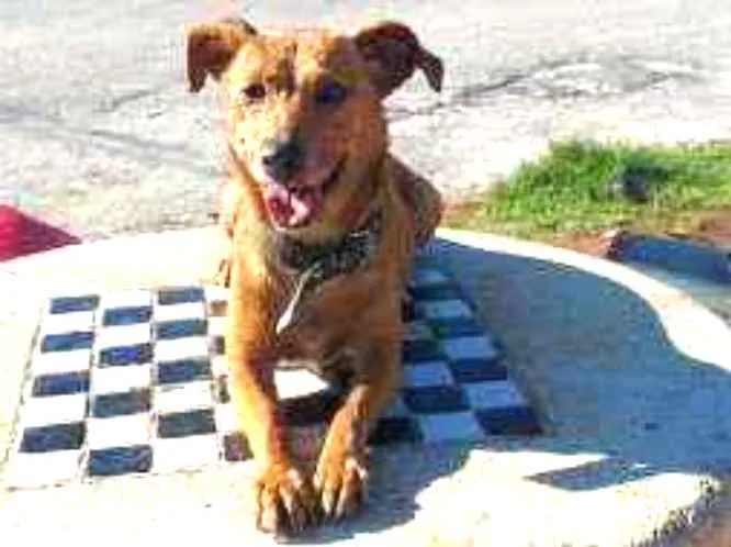 Cachorro raça srd idade 2 anos nome BIONDA