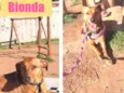 Cachorro raça srd idade 2 anos nome BIONDA