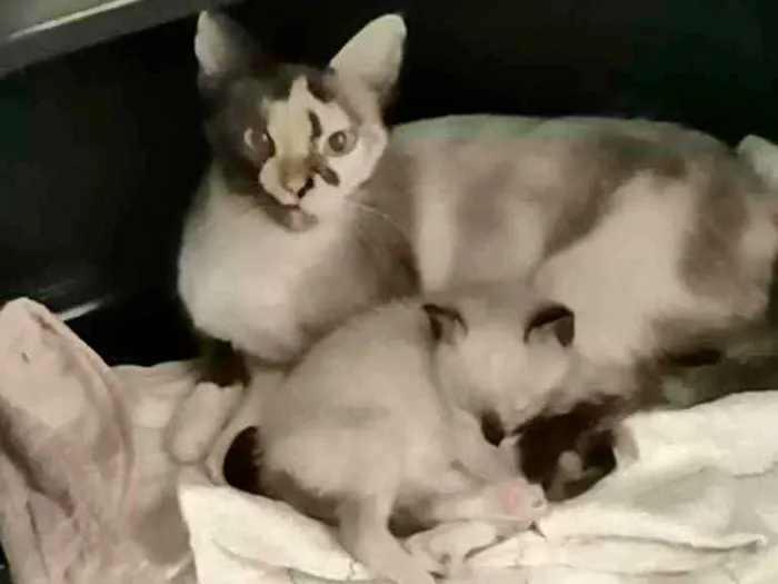 Gato ra a SRD idade Abaixo de 2 meses nome ..