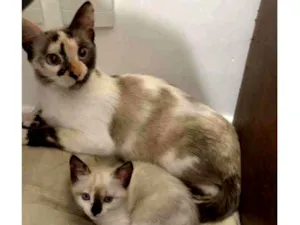 Gato raça SRD idade Abaixo de 2 meses nome ..