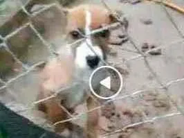 Cachorro ra a Pitbull com pastor alemão idade 2 a 6 meses nome sem nome 
