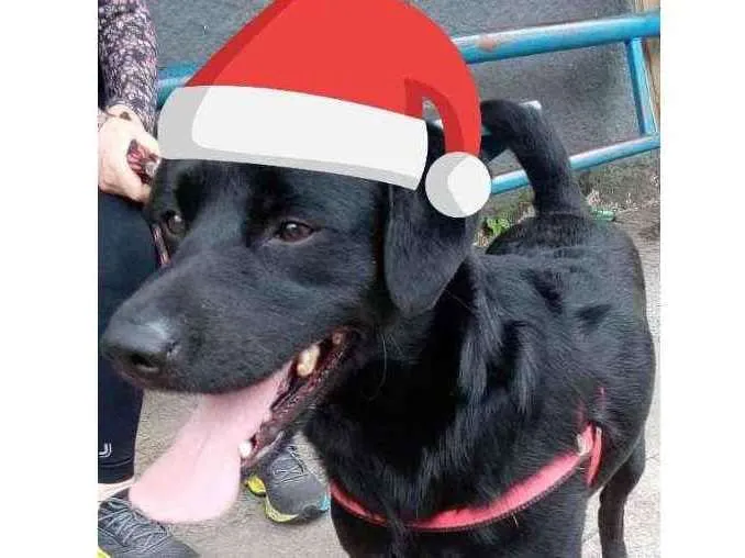 Cachorro raça Srd idade 2 anos nome Spike