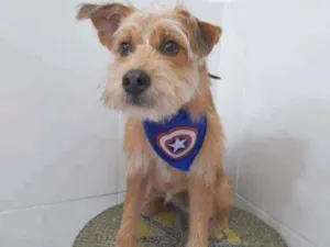 Cachorro raça Srd idade 7 a 11 meses nome Bruno