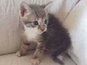 Gato raça SRD idade 2 a 6 meses nome Zeus