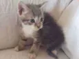 Zeus