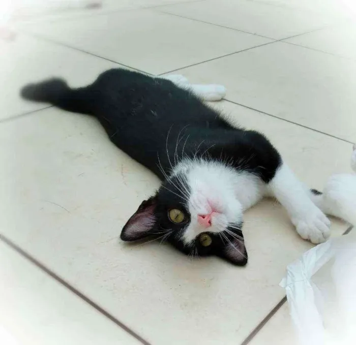 Gato ra a Srd idade 2 a 6 meses nome Janjao