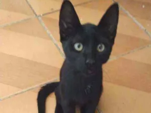 Gato raça SRD idade 2 a 6 meses nome Ozzy