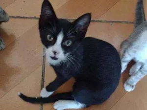 Gato raça SRD idade Abaixo de 2 meses nome Estrela