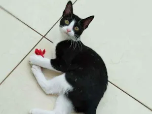 Gato raça Srd idade 2 a 6 meses nome Janjao