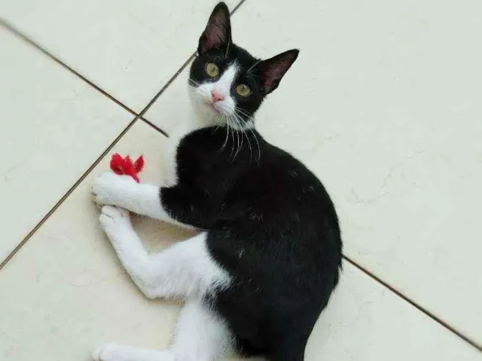 Gato ra a Srd idade 2 a 6 meses nome Janjao