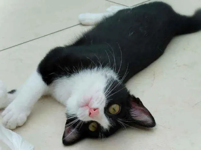 Gato ra a Srd idade 2 a 6 meses nome Janjao