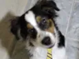 Bob 