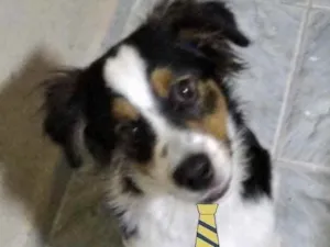 Cachorro raça Mestiço  idade 2 a 6 meses nome Bob 