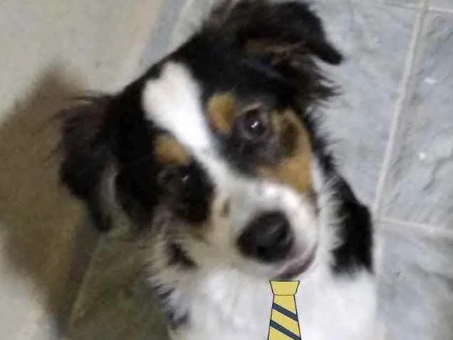 Cachorro ra a Mestiço  idade 2 a 6 meses nome Bob 
