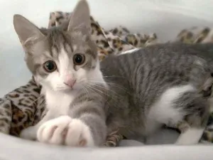 Gato raça Srd idade 2 a 6 meses nome Gary
